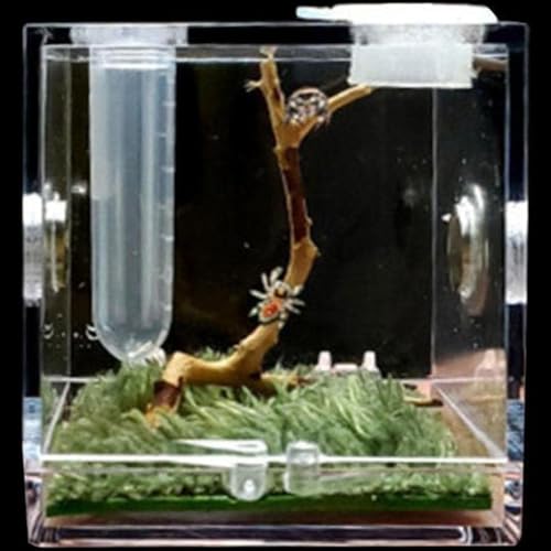 MegLob Mini -Reptilien -Terrarium -Kit, Micro Habitat Reptile Tank Für Sprungspinnen, Winzige Reptilien -Fütterungsschachtel, Taschenreptilien -Wachstumspanzer Für Insekten/Schnecken,M von MegLob