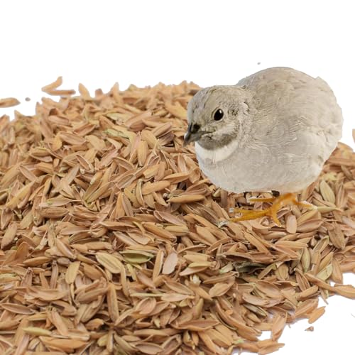 Mejale Reisspelzen Kleintierstreu, 100% natürliche Einstreu für Hamster, Wachteln, Hühner, Meerschweinchen & Co, 60L/7.5KG Mejale Reisspelzen Kleintierstreu, 100% natürliche Einstreu für Hamster, Wachteln, Hühner, Meerschweinchen & Co, 60L/7.5KG von Mejale