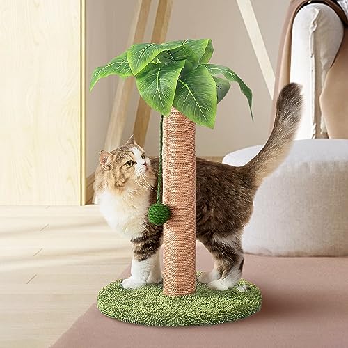 Meowoou Katzenkratzbaum, 60 cm, niedlicher Katzenkratzbaum mit Sisalseil für Indoor-Katzen, Palme, Katzenkratzbaum mit baumelnden Bällen für kleine Katzen von Meowoou