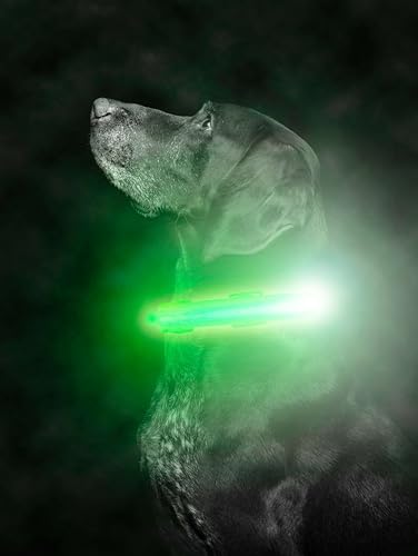 Mighty Paw Sicherheitshalsband für Hunde, LED, wiederaufladbar über USB, mit 2 Leuchtstreifen für kleine, mittelgroße und große Haustiere, mit 3 hellen Leuchtmodi für Sichtbarkeit bei Nacht (M, grün) von Mighty Paw
