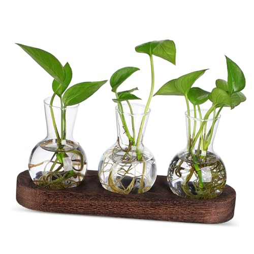 Mikikit 1 Satz hydroponische Vase klare Vase für Hydroponik Vermehrungsbehälter Pflanzenvermehrung Terrarium Vase für die Heimdekoration Vasenzubehör hölzern Transparent von Mikikit