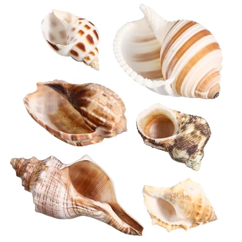 Mikikit 6 Stück Muschelschalen Einsiedlerkrebs Muscheln Meeresmuschel Einsiedlerkrebs Natürliche Einsiedlerkrebs Muscheln Aquarium Dekorationen Einsiedlerkrebs Zubehör von Mikikit