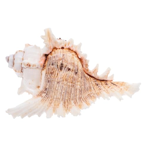 Mikikit Muschelschale Natürliche Große Für Dekoration Aquarien Basteln Wohnen Garten Terrarium Meereshabitat Muschel Schale Mikikit Muschelschale Natürliche Große Für Dekoration Aquarien Basteln Wohnen Garten Terrarium Meereshabitat Muschel Schale von Mikikit