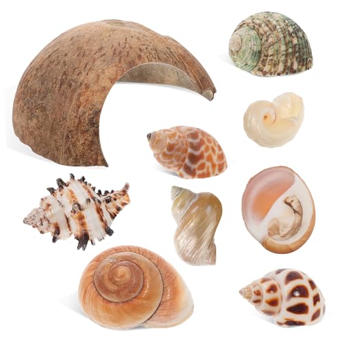 1 Satz Haustier Verstecken Zubehör Für Einsiedlerkrebse Natürliche Meeresmuschel Muscheln Von Einsiedlerkrebsen Versteckte Höhle Muschelschalen Natürliche Muschel MILISTEN 1 Satz Haustier Verstecken Zubehör Für Einsiedlerkrebse Natürliche Meeresmuschel Muscheln Von Einsiedlerkrebsen Versteckte Höhle Muschelschalen Natürliche Muschel MILISTEN von Milisten