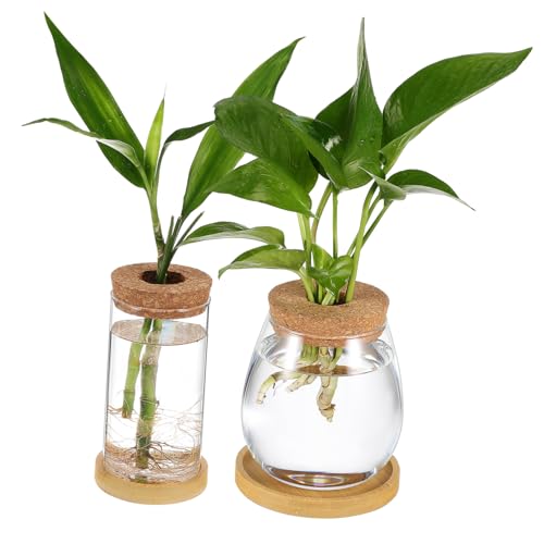 MILISTEN 2st Mikro-landschaftsvase Für Hydrokultur Pflanzterrarien Pflanzenvermehrungsvase Pflanzenvermehrungsstation Vermehrungsvasen Für Pflanzen Vermehrungsgefäße Transparent Glas MILISTEN 2st Mikro-landschaftsvase Für Hydrokultur Pflanzterrarien Pflanzenvermehrungsvase Pflanzenvermehrungsstation Vermehrungsvasen Für Pflanzen Vermehrungsgefäße Transparent Glas von Milisten