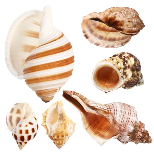 MILISTEN Natürliche Muschelschalen Mit Einzigartigem Design – 6 Stück Einsiedlerkrebsschalen Für Heimdekoration Seekrabben- Aquarium MILISTEN Natürliche Muschelschalen Mit Einzigartigem Design – 6 Stück Einsiedlerkrebsschalen Für Heimdekoration Seekrabben- Aquarium von Milisten