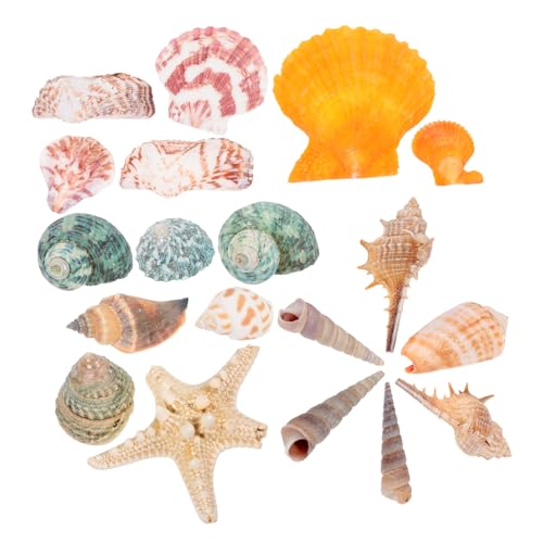 Milisten 1 Natürliche Seestern-muschelschale Fisch Tank Muscheln Mikro-landschaftsdekor Meeresornament Miniaturdekoration Pflanzen Große Muscheln Pflanzendekorationen Meeresmuscheln von Milisten