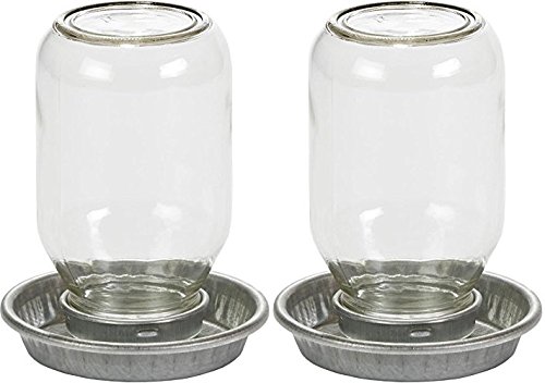 MILLER 957782 Little Giant Mason Jar Baby Küken Wasserbehälter, transparent, 1 Quart von Miller