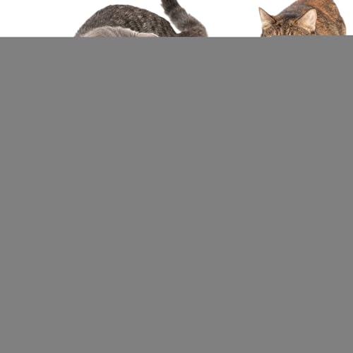 Mimoqk Katzen-Puzzle-Spielzeug – interaktives Labyrinth für Kätzchen | Interaktives Spielzeug mit Glöckchen gegen Langeweile, psychische Energie für Haustiere im Innenbereich Mimoqk Katzen-Puzzle-Spielzeug – interaktives Labyrinth für Kätzchen | Interaktives Spielzeug mit Glöckchen gegen Langeweile, psychische Energie für Haustiere im Innenbereich von Mimoqk