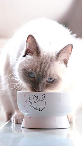 Erhöhter Katzen-Wassernapf, erhöht, aus Porzellan, Haustierbedarf, Rückflussverhinderung, Stressfrei, Sicherheitswahl für Ihr Haustier, überlegene Trinkwasser von Minibees