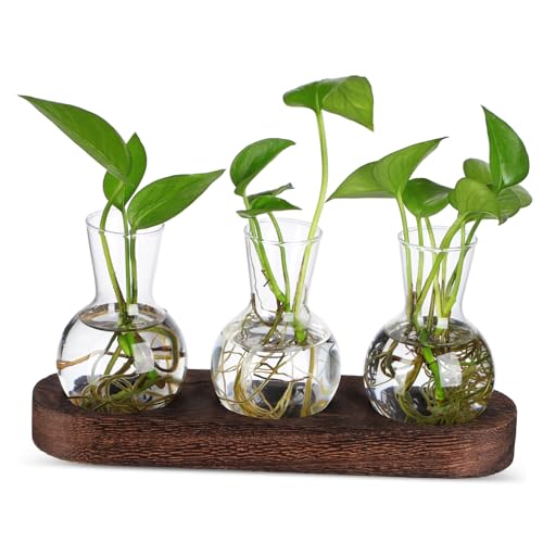 Mipcase 1 Set Hydrokulturvase Schreibtisch Terrarium Anzuchtbehälter Pflanzenanzucht Terrarium Blumen Mittelstücke Für Tische Für Hydrokultur Klare Vase Blumenvase Aus Glas Mipcase 1 Set Hydrokulturvase Schreibtisch Terrarium Anzuchtbehälter Pflanzenanzucht Terrarium Blumen Mittelstücke Für Tische Für Hydrokultur Klare Vase Blumenvase Aus Glas von Mipcase