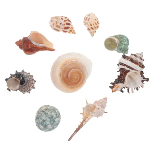 Mipcase 2sets Vielseitige Aquarium Decor Conch Dekore Natürliche Meer Conch Einsiedlerkrebs Muscheln 9 Stücke * 2 Mipcase 2sets Vielseitige Aquarium Decor Conch Dekore Natürliche Meer Conch Einsiedlerkrebs Muscheln 9 Stücke * 2 von Mipcase