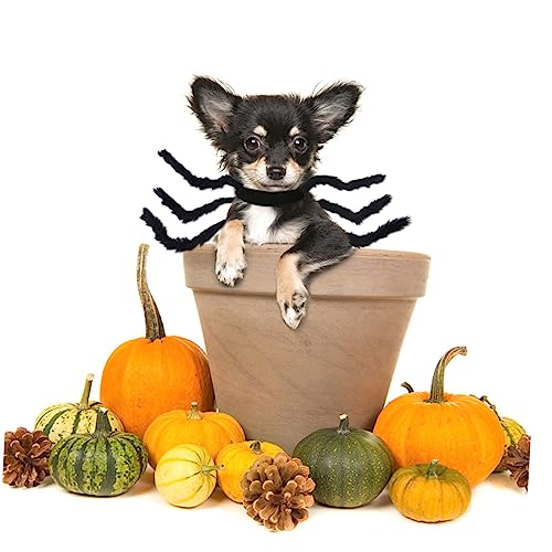 Mipcase Lustige Halloween-hundekleidung Haustier-spinnenkostüm Bequemes Atmungsaktives Material Handwerkliche Verarbeitung Sicher Für Die Tierhaut Für Haustierfotos S Schwarz Mipcase Lustige Halloween-hundekleidung Haustier-spinnenkostüm Bequemes Atmungsaktives Material Handwerkliche Verarbeitung Sicher Für Die Tierhaut Für Haustierfotos S Schwarz von Mipcase