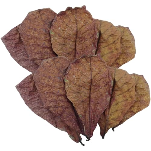Betta-Garnelenblätter, Aquarium-Kaninchenblätter, Kaninchen-Mandelbaumblätter, Betta-Fischblätter, Mandelblätter Für Betta-Fische Aquarium-Mandelbaumblätter, PH-Balance Wasseraufbereiter Für Aquarien Betta-Garnelenblätter, Aquarium-Kaninchenblätter, Kaninchen-Mandelbaumblätter, Betta-Fischblätter, Mandelblätter Für Betta-Fische Aquarium-Mandelbaumblätter, PH-Balance Wasseraufbereiter Für Aquarien von Misaakoeq