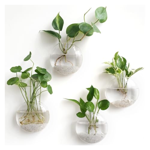 Mkono Glas-Wand-Blumentopf, Wandmontage, Pflanzgefäß, Innenvase, Luftpflanzen, Terrarien, für Zuhause, Büro, Wohnzimmer, Dekoration, Oblate farblos Mkono Glas-Wand-Blumentopf, Wandmontage, Pflanzgefäß, Innenvase, Luftpflanzen, Terrarien, für Zuhause, Büro, Wohnzimmer, Dekoration, Oblate farblos von Mkono