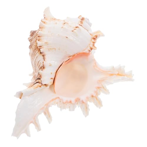 Mobestech Muschelschale Natürliche Große Für Aquarien Dekoration Basteln Muschelhaus Garten Umgebung Meerestier Haltung Zubehör DIY-projekte von Mobestech