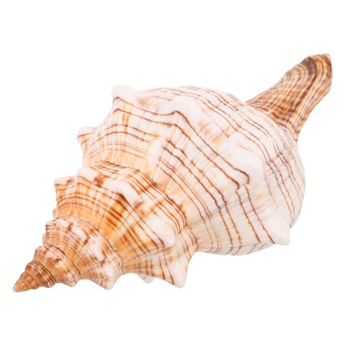Mobestech Natürliche Trompetenmuschel Meeresschnecke Muschel Dekoration für Aquarium Vase Füller Küstenstil Strandparty Tischornament Wohnaccessoire von Mobestech