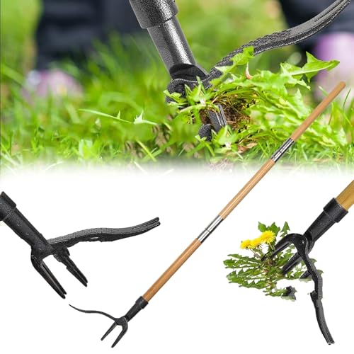 Mocoli Unkrautstecher, Abnehmbar Unkraut Entferner Gerät Löwenzahnstecher mit 4 Krallen und 1.1m Langer Griff Vertikales Unkrautjätgerät Garten Werkzeug Ohne Bücken Oder Knien von Mocoli