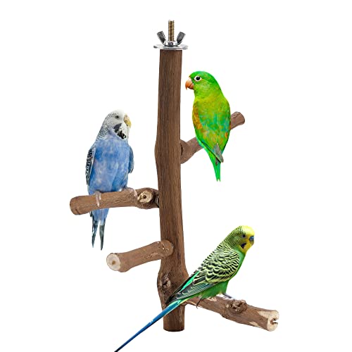 Mogoko Vogelsitzstange aus Naturholz, für Papageien, Weinreben, für Sittiche, Nymphensittiche, Sittiche, Sittiche, Aras, Lovebirds, Finken Mogoko Vogelsitzstange aus Naturholz, für Papageien, Weinreben, für Sittiche, Nymphensittiche, Sittiche, Sittiche, Aras, Lovebirds, Finken von Mogoko