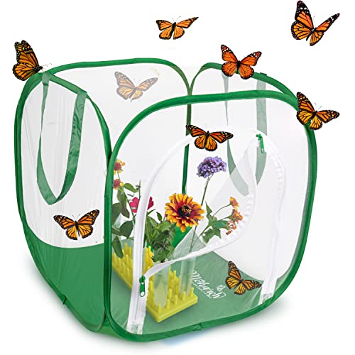 Baby Cube Schmetterlings-Käfig mit Zugbrücke, offener Tür und Beobachtungsfenster, 35,6 cm L x 35,6 cm B x 40,6 cm H, Erhöhen Sie bis zu 10 Monarchen mit aufklappbarem Lebensraum MONARCH BUTTERFLY von Monarch Butterfly Life