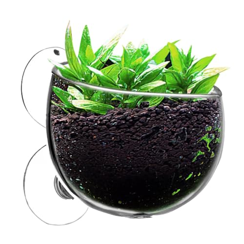 Monozoz Aquarium-Blumentopf, lebende Pflanzgefäße, rote Garnelen, lebende Pflanzen, Aquarium-Halter, Wasserpflanzen-Becher – Glas-Topf für Aquarium-Dekoration, Aquarium-Pflanztöpfe Monozoz Aquarium-Blumentopf, lebende Pflanzgefäße, rote Garnelen, lebende Pflanzen, Aquarium-Halter, Wasserpflanzen-Becher – Glas-Topf für Aquarium-Dekoration, Aquarium-Pflanztöpfe von Monozoz