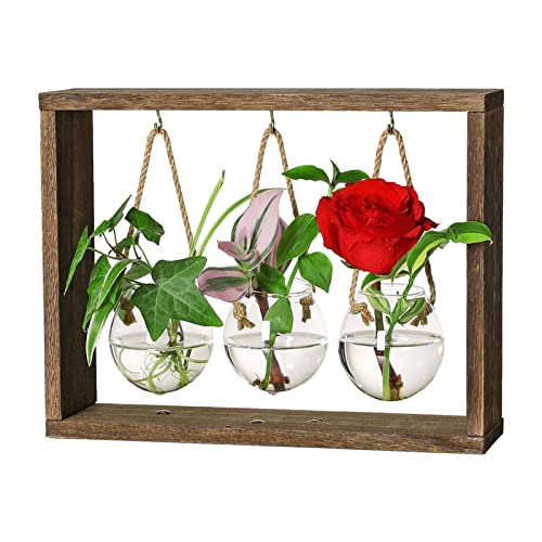 Moonyan Fensterausbreitungsstationen - Tischterrarium mit Holzhalter - Anbau-Reagenzglas für hydroponische Schnittblumen, Heimterrassendekoration von Moonyan