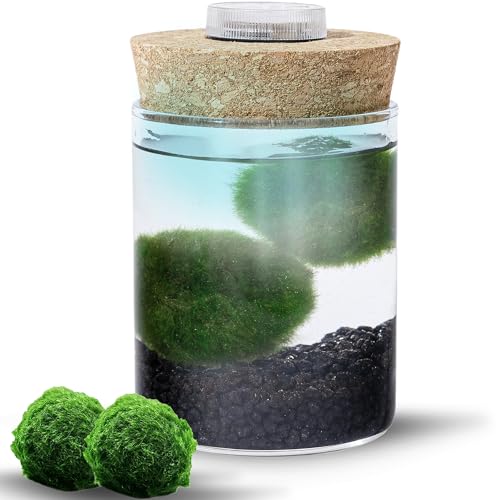 MOSSBALL Glas-Terrarium-Set mit 3 Lebenden Mooskugeln, Wachstumslicht, Weißen Steinen – Kleines Tisch-Terrarium aus Glas für Büro, Garten, Heimdekoration, 3.1 x 2.5 inches von Mossball shop
