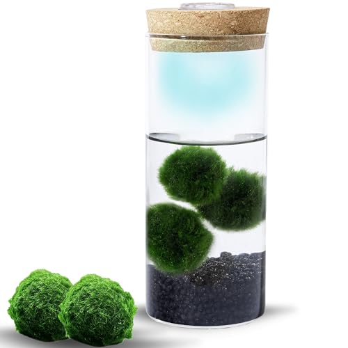 MOSSBALL Glasterrarium-Set mit 3 lebenden Moosbällen, Wachstumslicht, kleinen Steinen – kleines Tisch-Glasterrarium für Büro, Garten, Heimdekoration (maxiMOSS with Black Stones) von Mossball shop