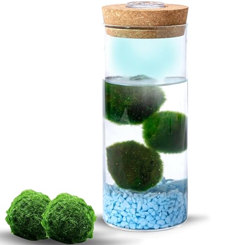 MOSSBALL Glasterrarium-Set mit 3 lebenden Moosbällen, Wachstumslicht, kleinen Steinen – kleines Tisch-Glasterrarium für Büro, Garten, Heimdekoration (maxiMOSS with Blue Stones) von Mossball shop