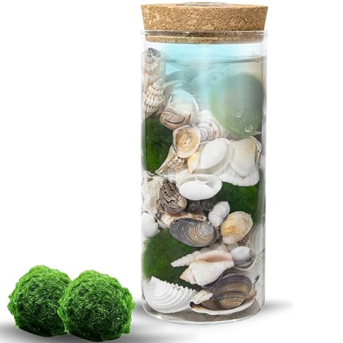 MOSSBALL Glasterrarium-Set mit 3 lebenden Moosbällen, Wachstumslicht, kleinen Steinen – kleines Tisch-Glasterrarium für Büro, Garten, Heimdekoration (maxiMOSS with Sea Shells) von Mossball shop