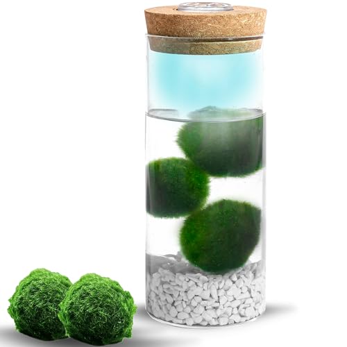 MOSSBALL Glasterrarium-Set mit 3 lebenden Moosbällen, Wachstumslicht, kleinen Steinen – kleines Tisch-Glasterrarium für Büro, Garten, Heimdekoration (maxiMOSS with White Stones) von Mossball shop
