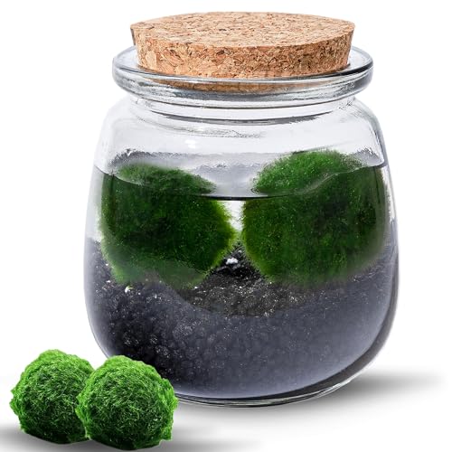 MOSSBALL Glasterrarium-Set mit 3 lebenden Moosbällen, Wachstumslicht, kleinen Steinen – kleines Tisch-Glasterrarium für Büro, Garten, Heimdekoration (midiMOSS with Black Stones) von Mossball shop