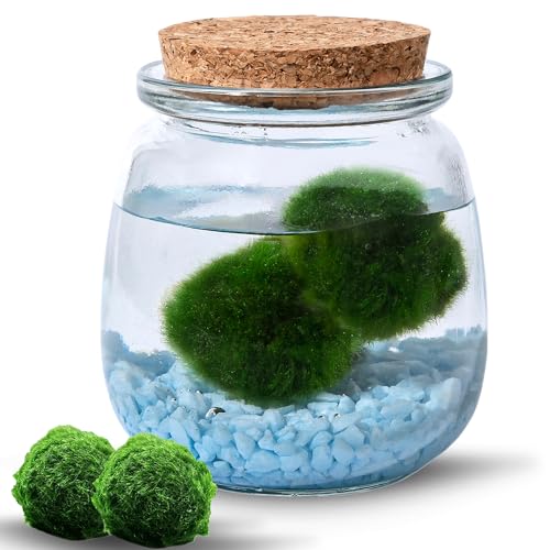 MOSSBALL Glasterrarium-Set mit 3 lebenden Moosbällen, Wachstumslicht, kleinen Steinen – kleines Tisch-Glasterrarium für Büro, Garten, Heimdekoration (midiMOSS with Blue Stones) von Mossball shop