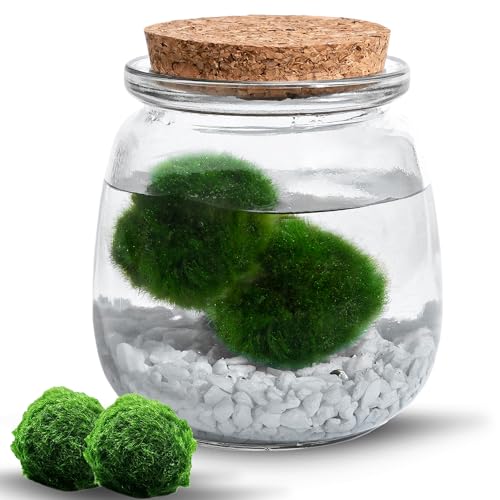 MOSSBALL Glasterrarium-Set mit 3 lebenden Moosbällen, Wachstumslicht, kleinen Steinen – kleines Tisch-Glasterrarium für Büro, Garten, Heimdekoration (midiMOSS with White Stones) von Mossball shop