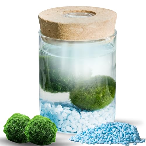 MOSSBALL Glasterrarium-Set mit 3 lebenden Moosbällen, Wachstumslicht, kleinen Steinen – kleines Tisch-Glasterrarium für Büro, Garten, Heimdekoration (miniMOSS with Blue Stones) von Mossball shop
