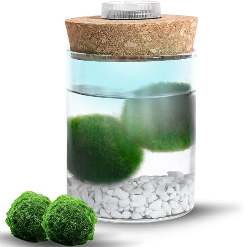 MOSSBALL Glasterrarium-Set mit 3 lebenden Moosbällen, Wachstumslicht, kleinen Steinen – kleines Tisch-Glasterrarium für Büro, Garten, Heimdekoration (miniMOSS with White Stones) von Mossball shop