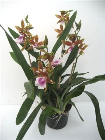 Überraschungspflanzen 2 Rispen pro Pflanze 2 blühende Orchideen im Topf 