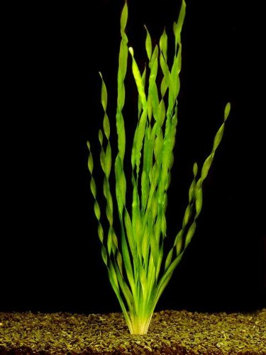 1 Bund Vallisneria asiatica, gr. Schraubenvalli. von Mühlan Wasserpflanzen