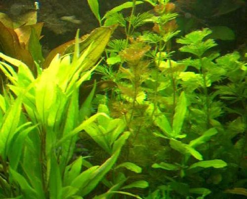 1 Bund Wasserpest, 5-6 Pflanzen,Aquarium, Teich von Mühlan Wasserpflanzen