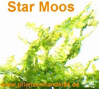 1 Portion Star Moos, 5x7 cm, Garnelen Moose von Mühlan Wasserpflanzen