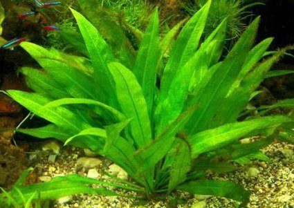 1 Topf Echinodorus amazonicus, Schwertpflanze von Mühlan Wasserpflanzen