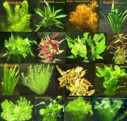 10 Bund - ca. 60 Wasserpflanzen+ 5 Düngekugeln, schnelles Wachstum gegen Algen, Bunte Farbenvielfalt - Mühlan von Mühlan Wasserpflanzen