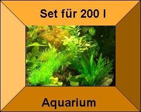 10 Töpfe + 10 Bund Wasserpflanzen, Aquarienpflanzen, für alle Aquarienbereiche 10 Töpfe + 10 Bund Wasserpflanzen, Aquarienpflanzen, für alle Aquarienbereiche von YAMOOCO