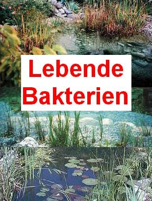 100 g lebende Bakterien + 1 Seerose für den Teich von Mühlan Wasserpflanzen
