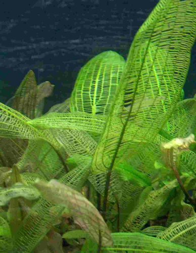 3 Aponogeton Madagascariensis, Breite Gitterpflanzen von Mühlan Wasserpflanzen