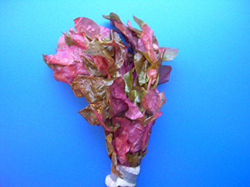 3 Bund Rosablättriges Papageienblatt/Alternanthera reineckii PINK - roseafolia, sehr dekorativ, farblich unschlagbare Aquariumpflanze von Mühlan Wasserpflanzen