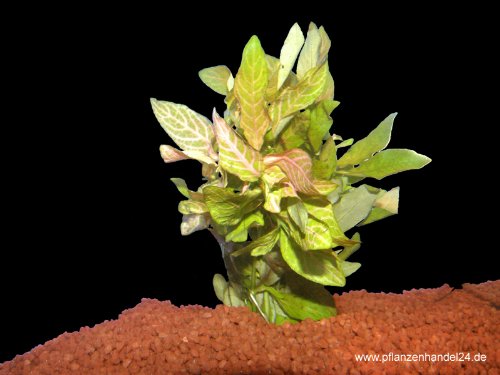 3 Bunde Hygrophila polysperma sunset, Wasserfreund von Mühlan Wasserpflanzen