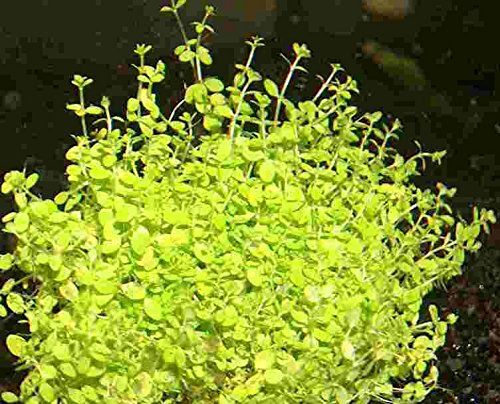 3 Töpfe Kubanisches Zwerg-Perlenkraut/Hemianthus callitrichoides Cuba, ideale Vordergrundpflanze für Nanoaquarien von Mühlan Wasserpflanzen