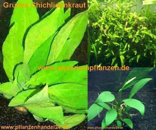 3 Topf barschfeste Wasserpflanzen, Aquarium von Mühlan Wasserpflanzen