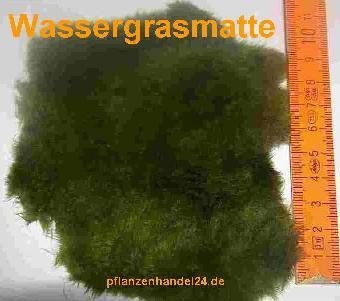 5 Matten Wassergras (ca. 80 cm²) Wassergrasmatte von Mühlan Wasserpflanzen